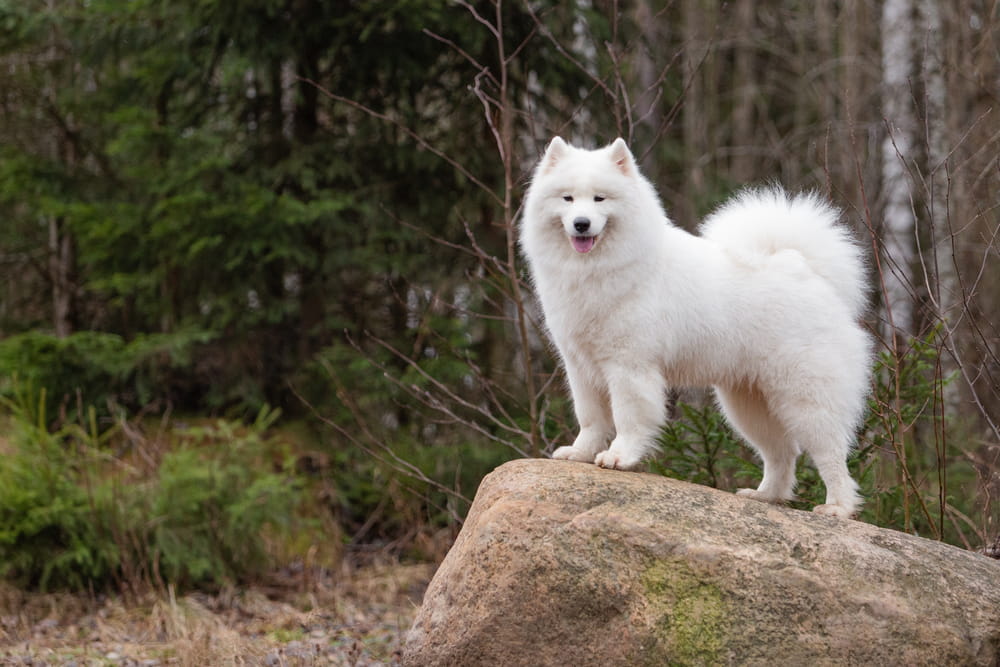 Samoyed dog standing on rock