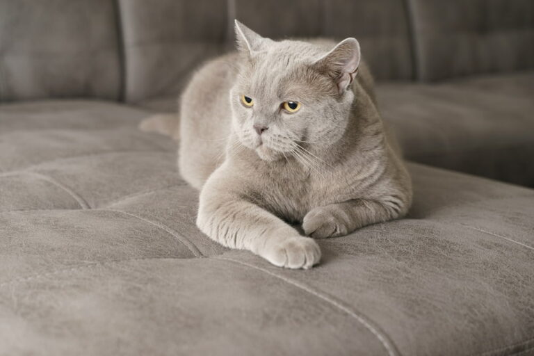 Grey cat on grey sofa