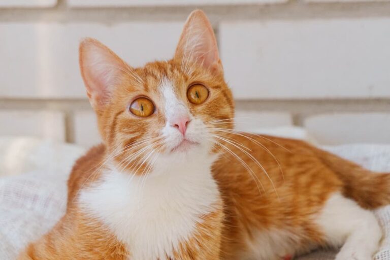 Orange cat on white background