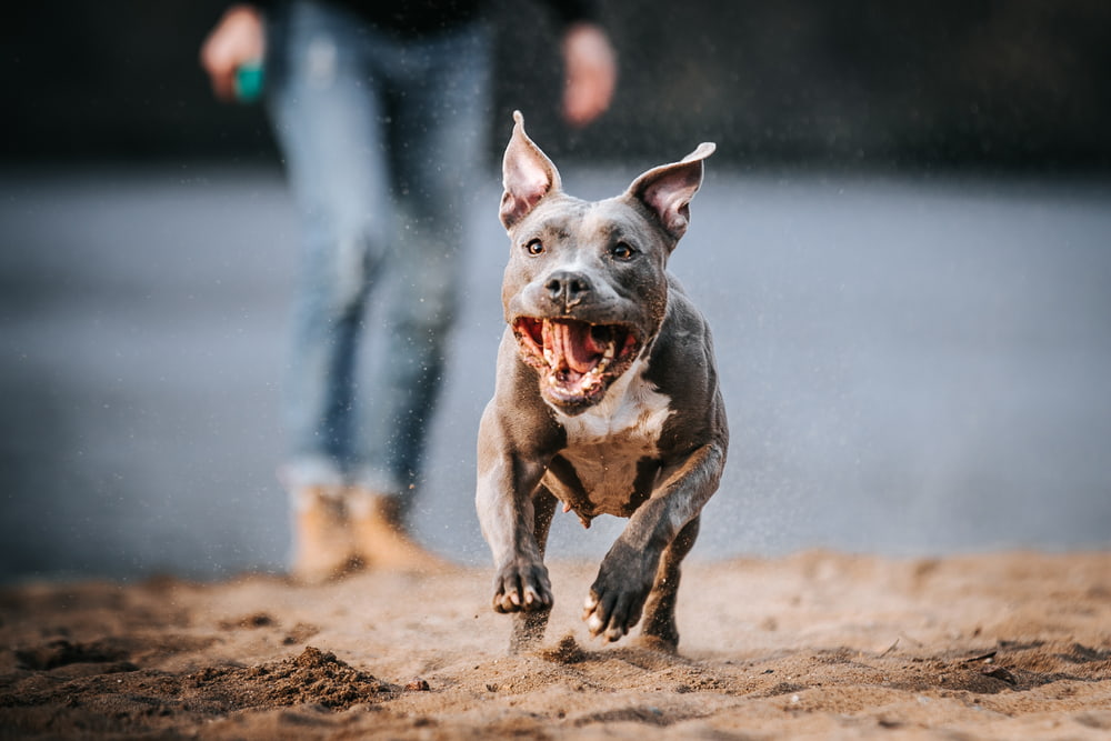 Pit Bull running in sand