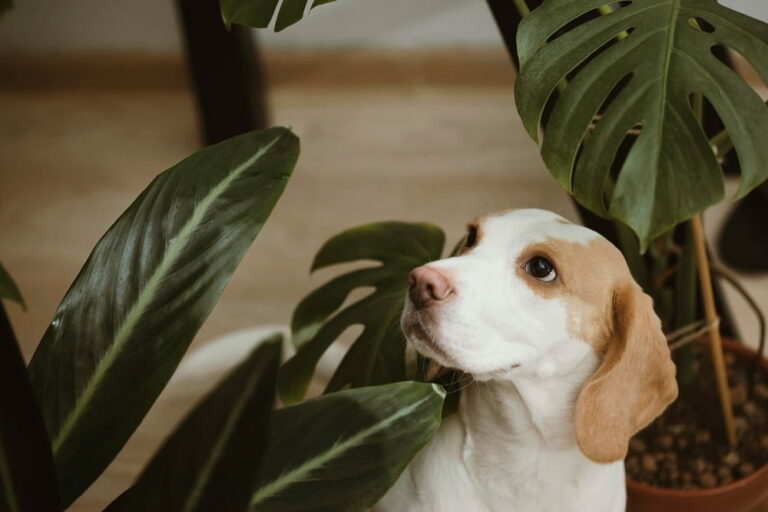 Is monstera plant store poisonous to dogs