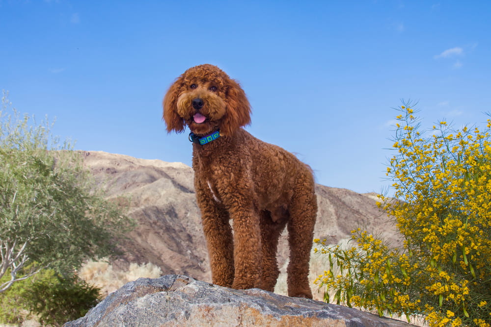 Chocolate Labradoodle in desert