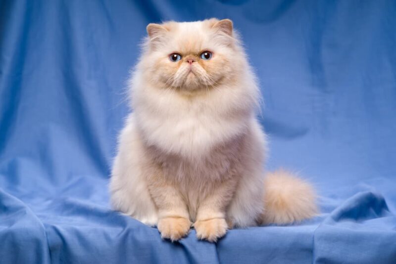 Persian Cat Personality Traits & Facts Great Pet Care