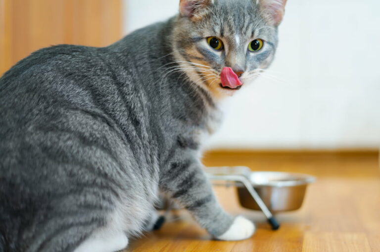 Taurine for Cats Why It’s Important Great Pet Care