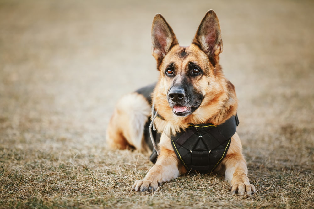 Are Police Dogs Friendly