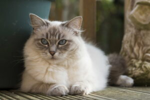 Ragdoll Cat Personality Traits & Facts | Great Pet Care