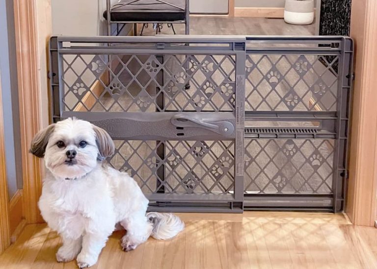 11 Best Dog Gates of 2022 Great Pet Care