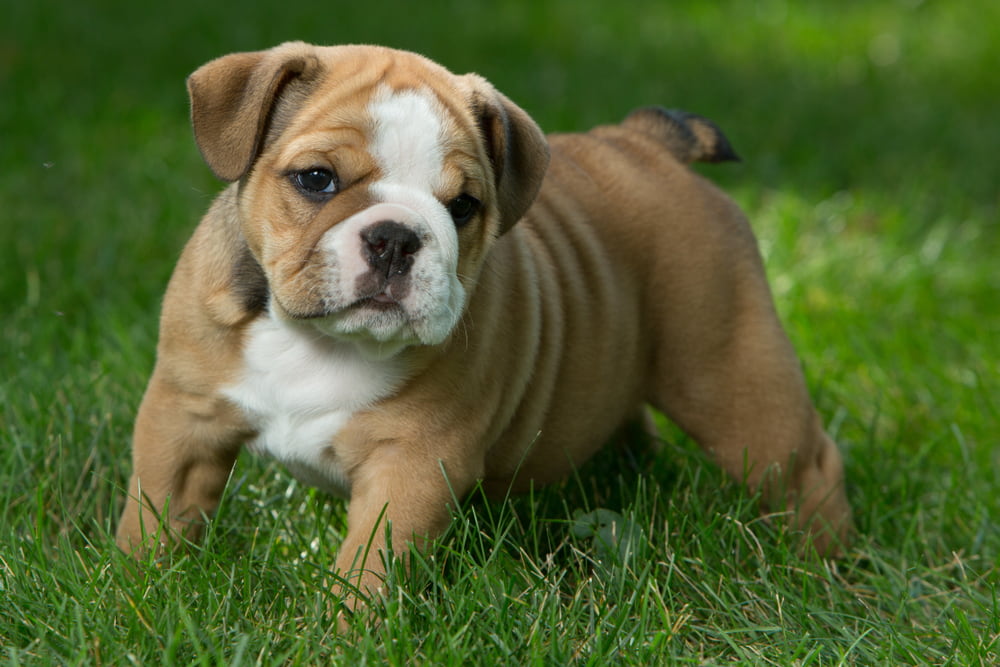 Bulldog puppy outside