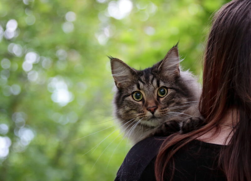Norwegian Forest Cat Traits & Facts Great Pet Care