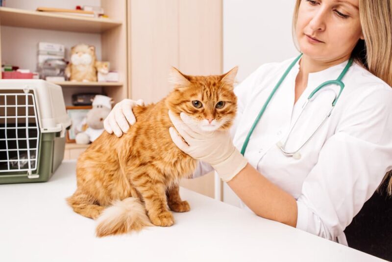 View of Cat Vomiting: 7 Causes and How to Help | Great Pet Care
