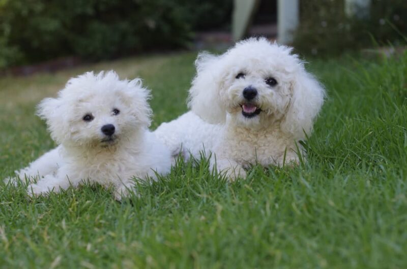 Bichon Frise Personality Traits & Facts Great Pet Care