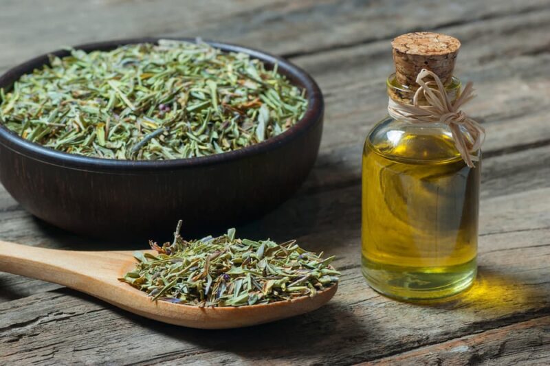 Oregano Oil for Dogs Benefits and Uses Great Pet Care