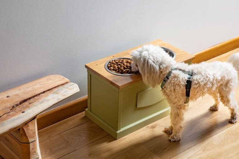 are elevated feeders good for dogs