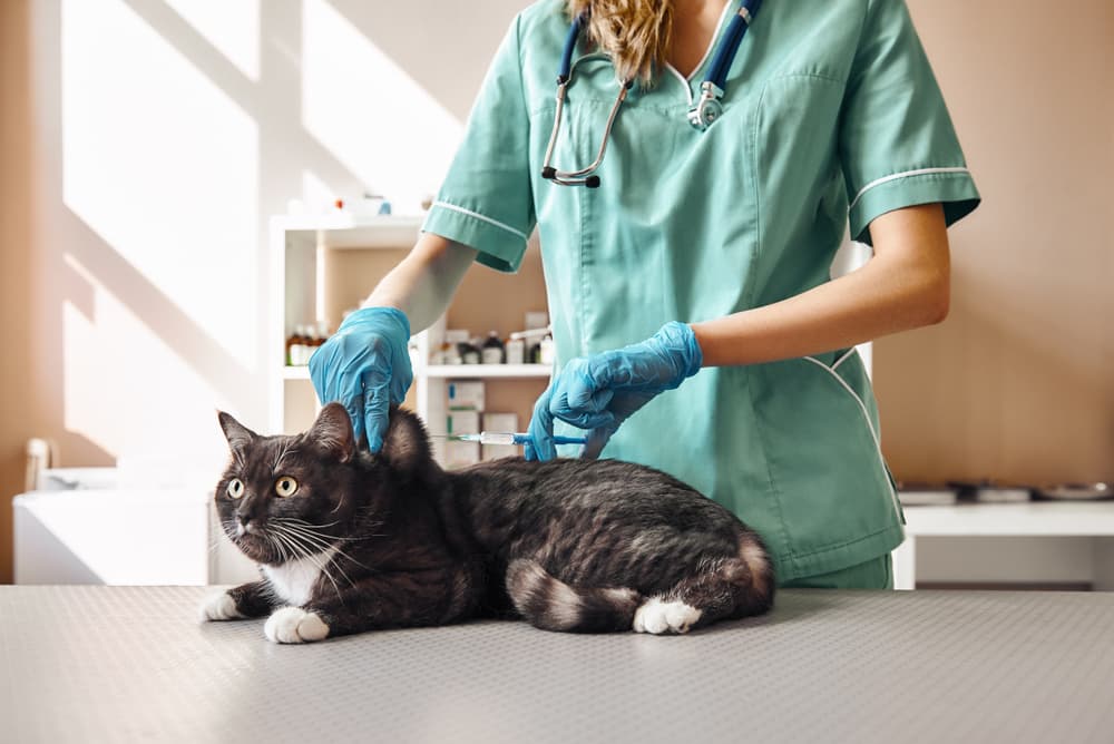 Cat getting vaccine