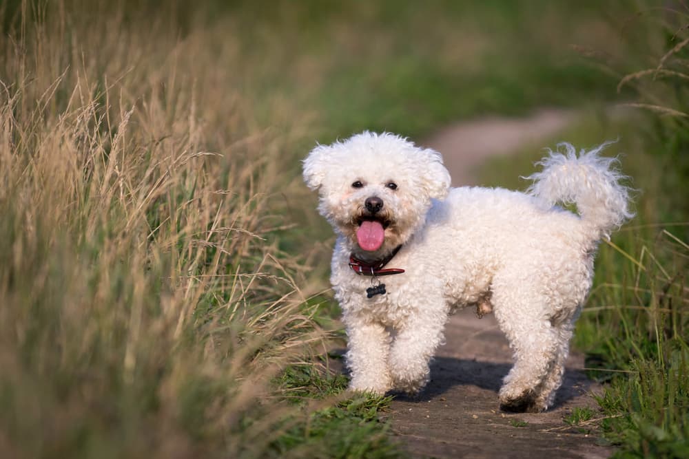 Do bichon dogs store shed