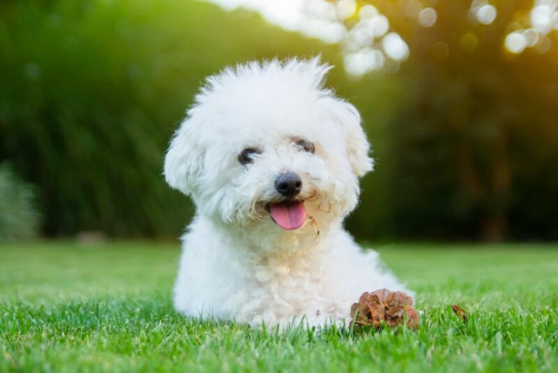 Bichon Frise Personality Traits & Facts Great Pet Care