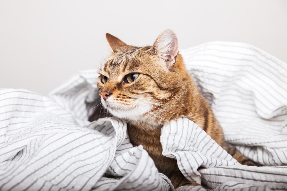 Cat in blanket on bed