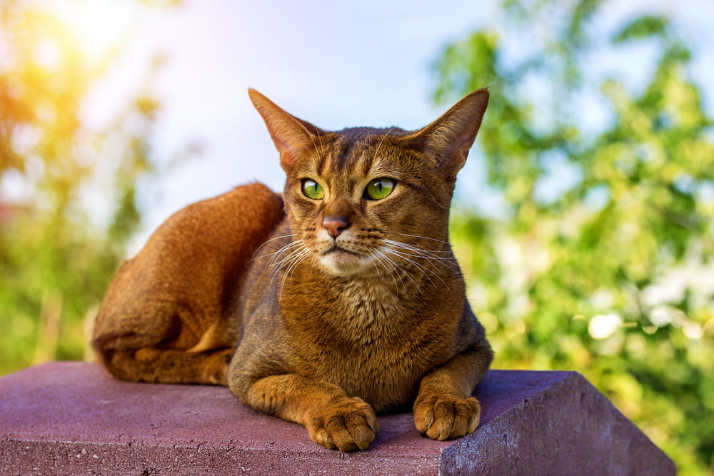 Abyssinian cat sitting outside