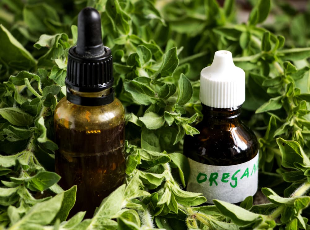 Oregano oil 2025 on dogs