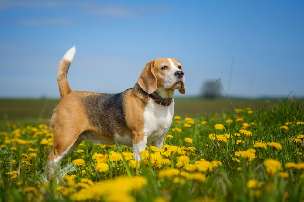 Beagle in floral field