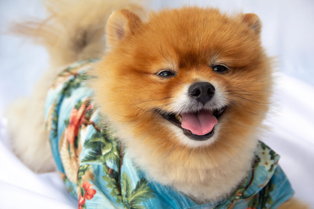 Dog in Hawaiian shirt