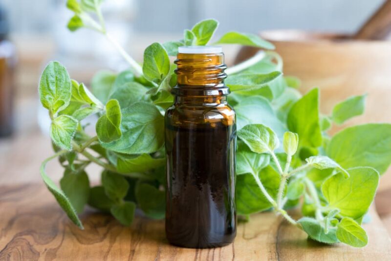 Oregano Oil for Dogs Benefits and Uses Great Pet Care