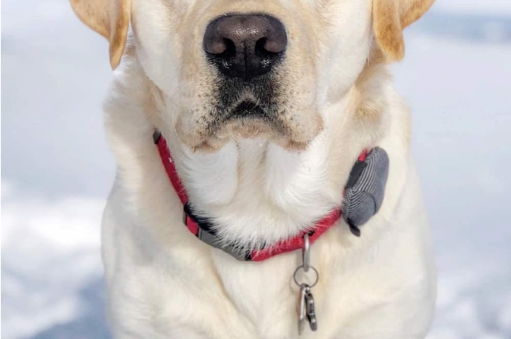 JioPit Pet GPS Tracker