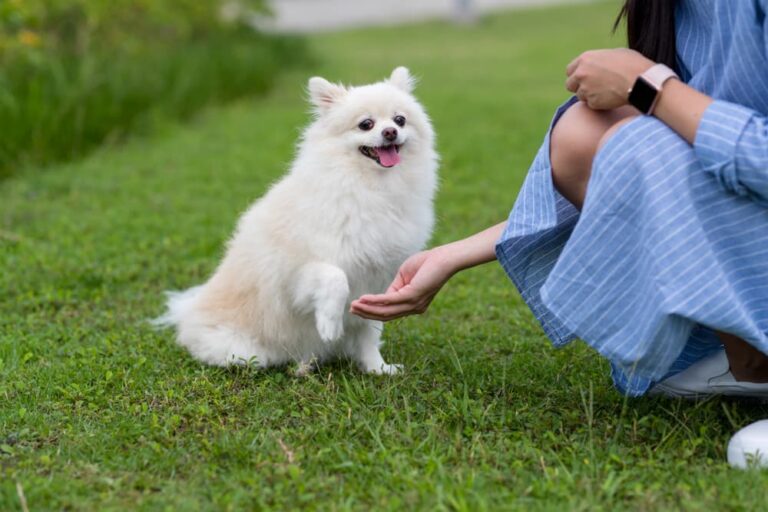 dogs with human teeth commercial