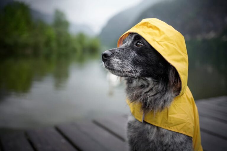 dog in raincoat