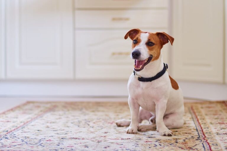 why do dogs rub themselves on the carpet