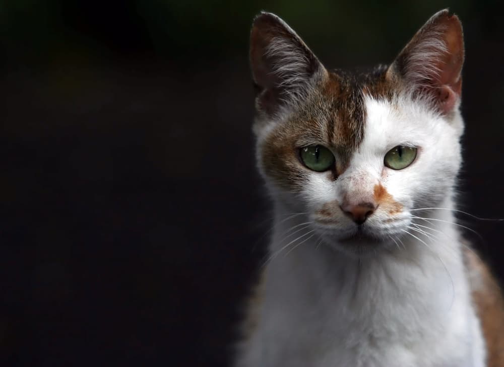 Boy cat staring at camera