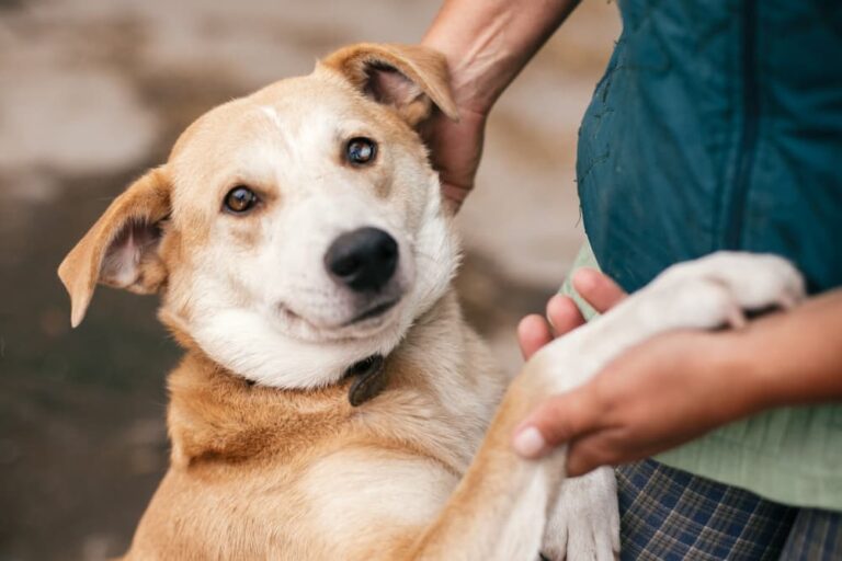 Adopted dog in Washington DC