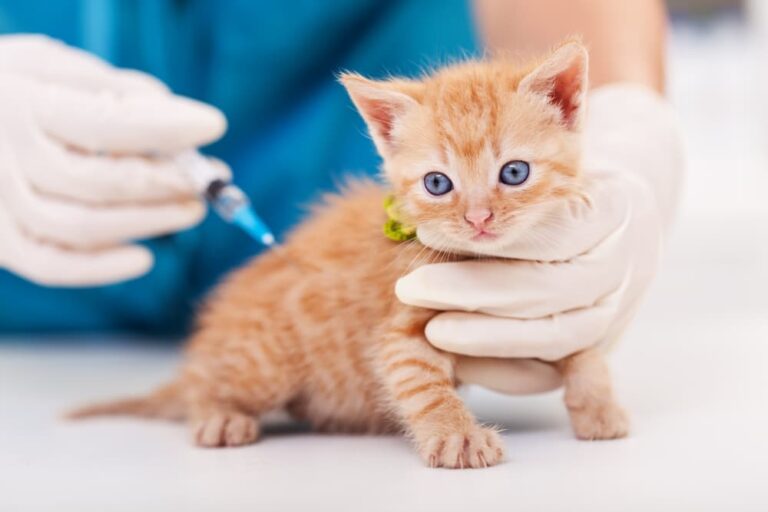 Kitten immunisation sale