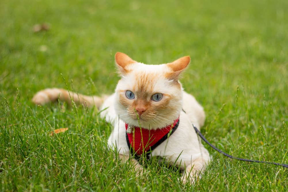 Cat Harness Picks: 6 Favorites for Feline Exploration Cat Harness Picks: 6 Favorites for Feline Exploration