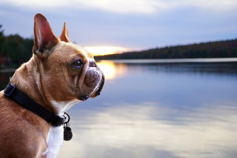 Dog looking at Lake Placid