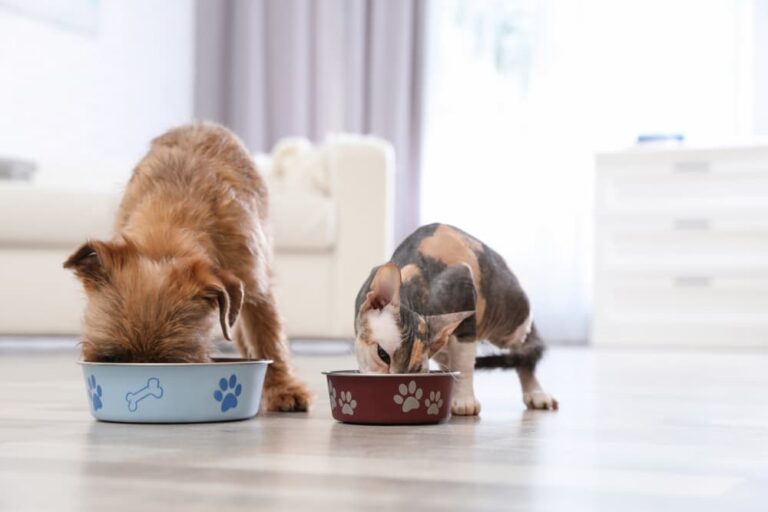 dog and cat eating