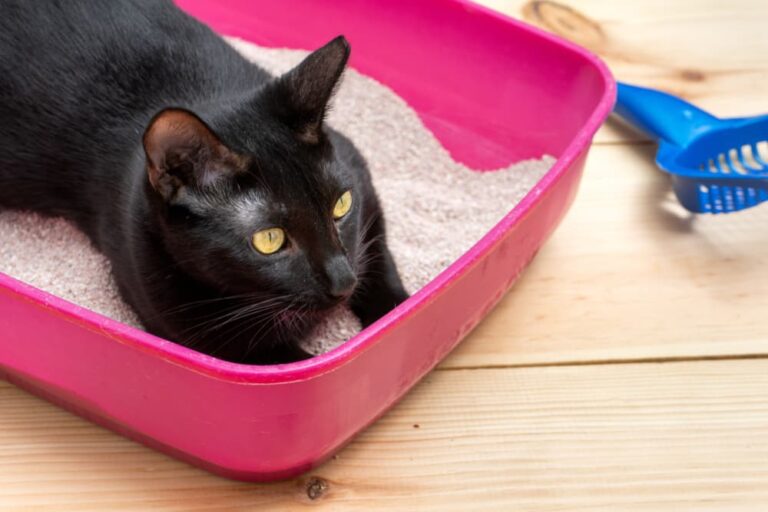 Why Do Cats Roll in Dirt? Great Pet Care