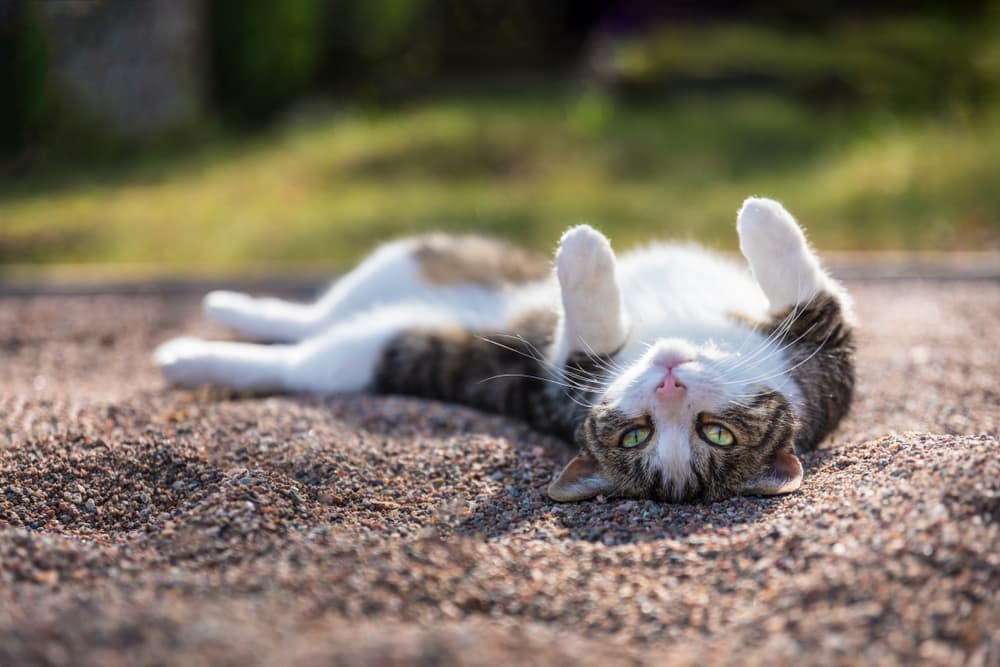 Cat rolling in dirt