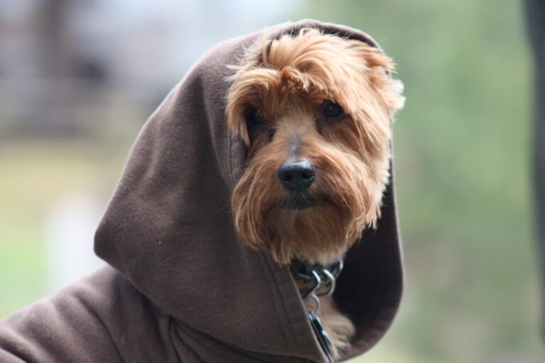 Dog in Star Wars costume