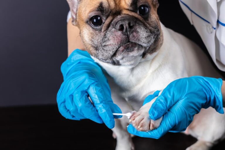 Neosporin for Dogs Is It Safe? Great Pet Care