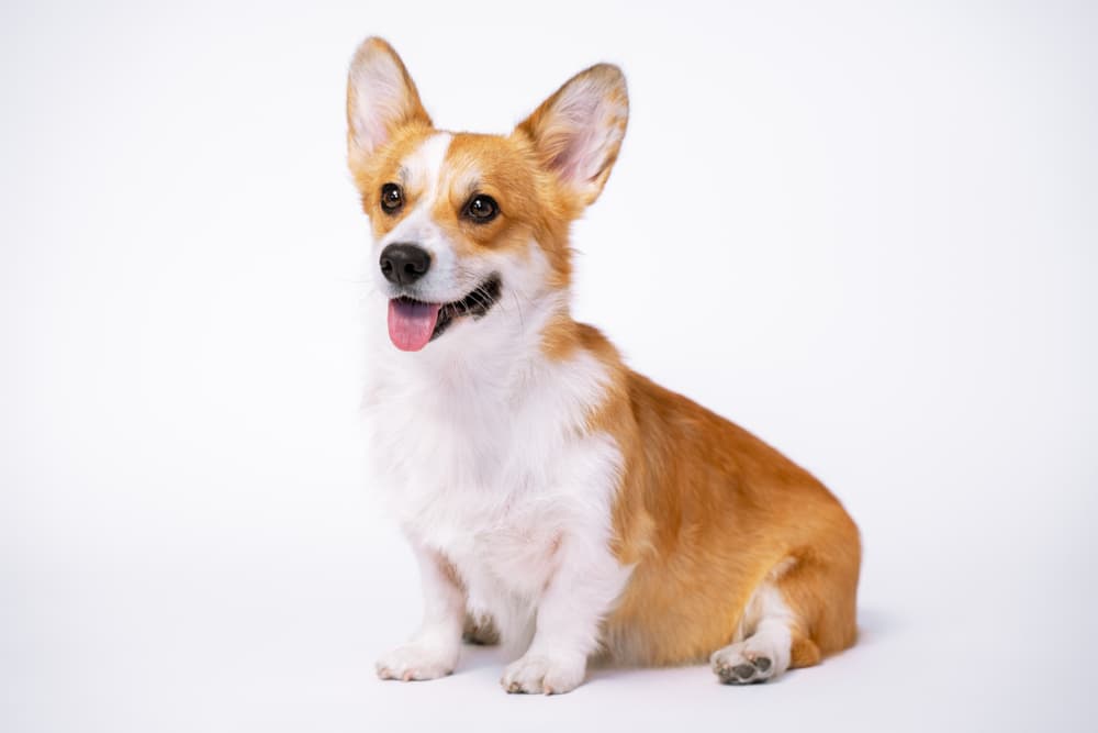 Corgi on white background