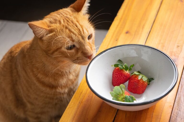 cat looking at bowl of strawberries