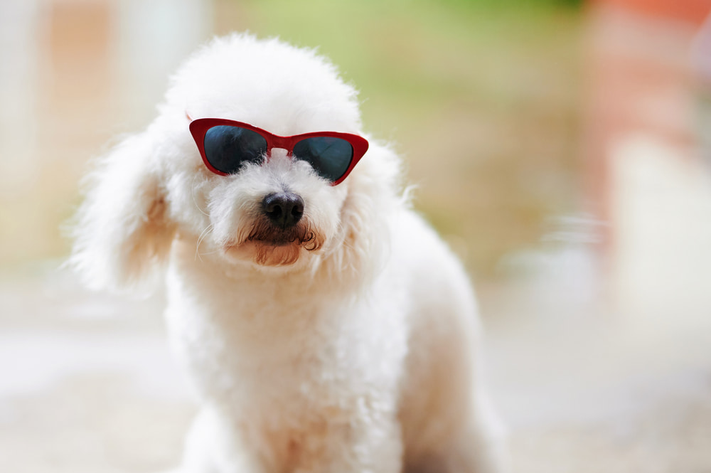 cute white fluffy dog