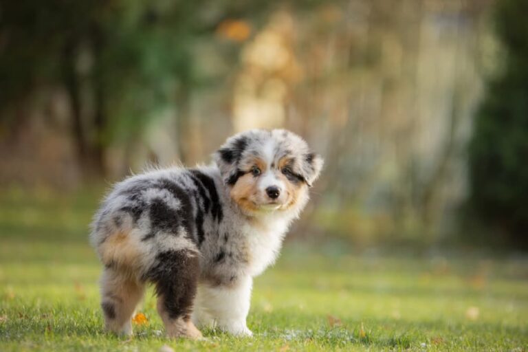 small puppy looking back at camera