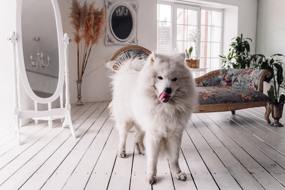 White dog in studio