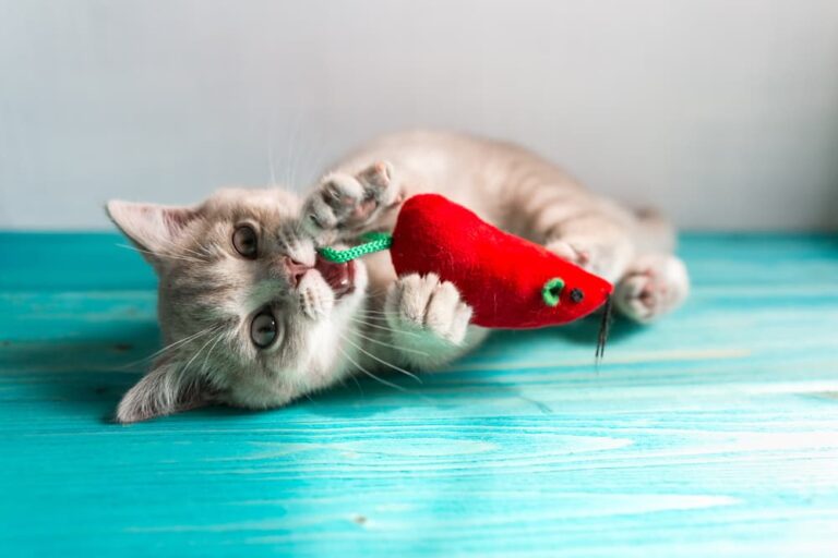 best cat teeth cleaning toys