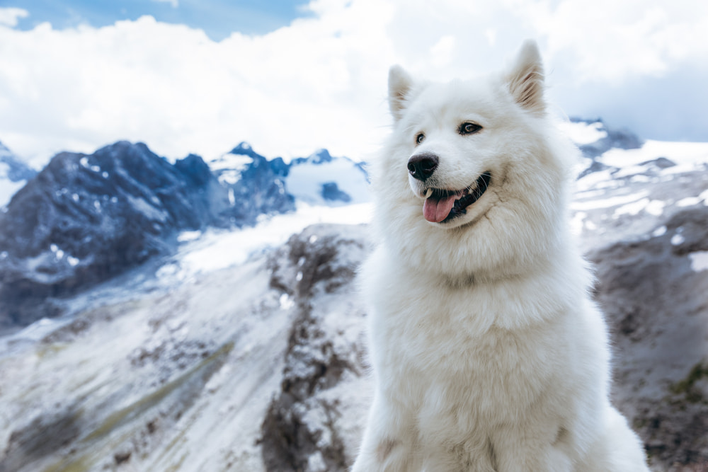 White dog on mountain hike