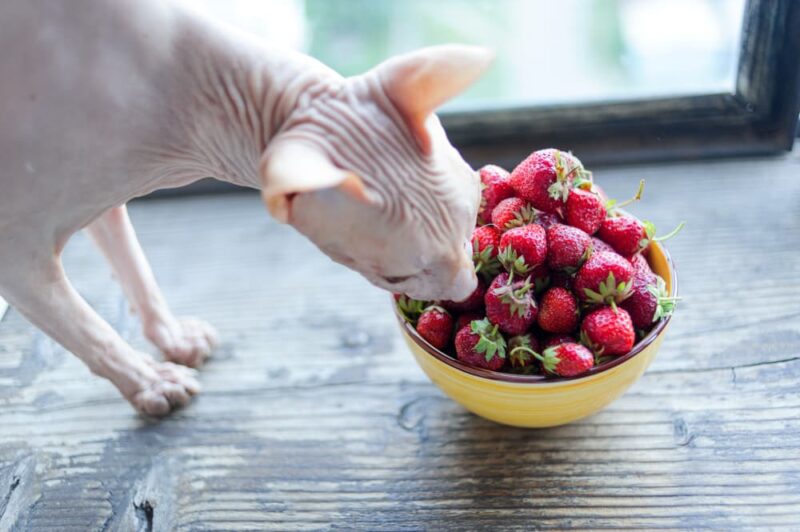 Can Cats Eat Strawberries? Great Pet Care