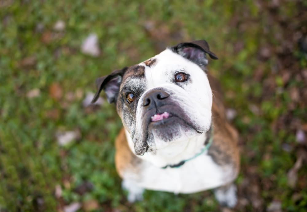 Bulldog with jowls