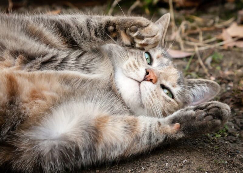 Why Do Cats Roll in Dirt? Great Pet Care